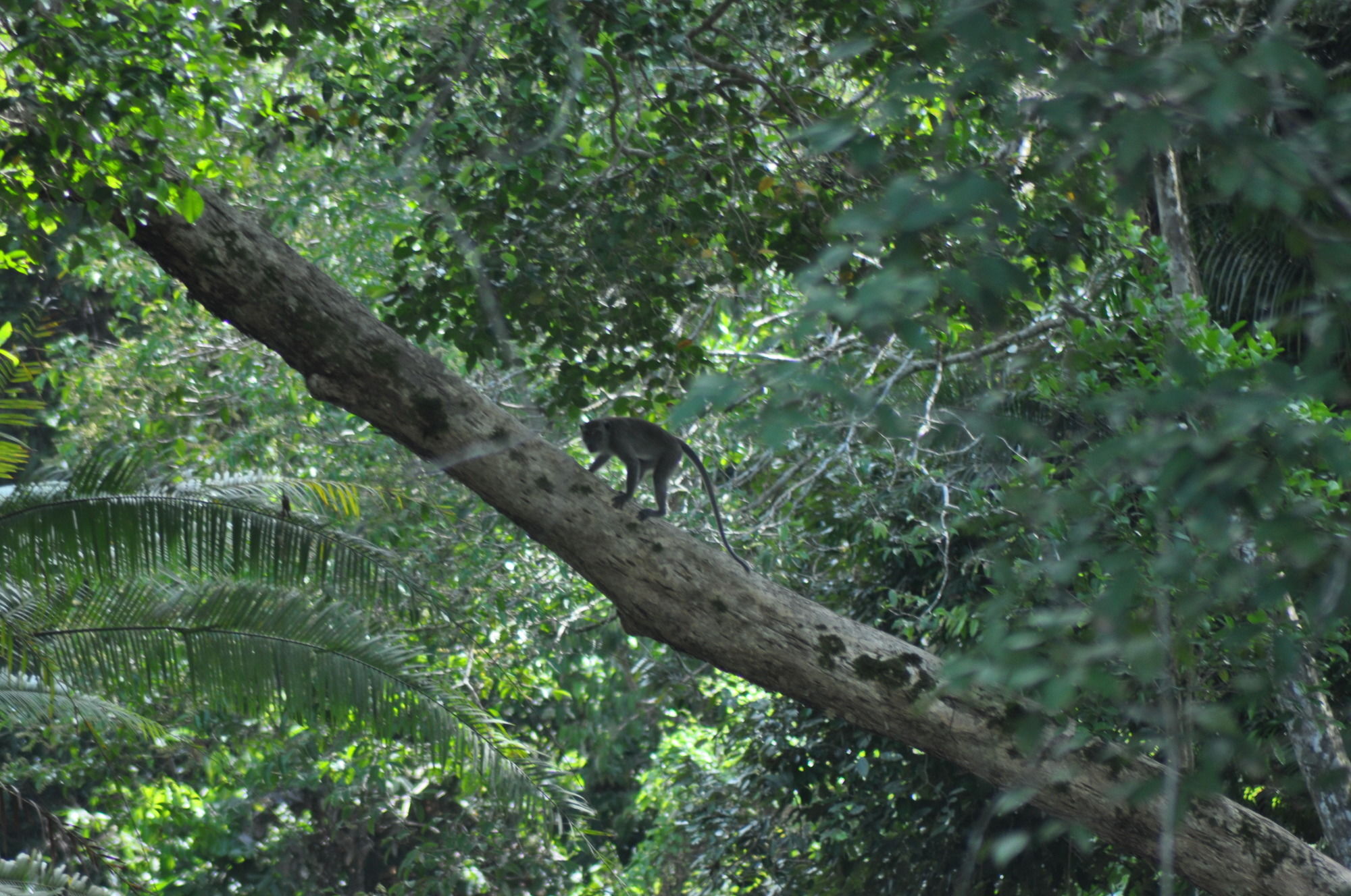 Samboja Lodge Balikpapan  Luaran gambar