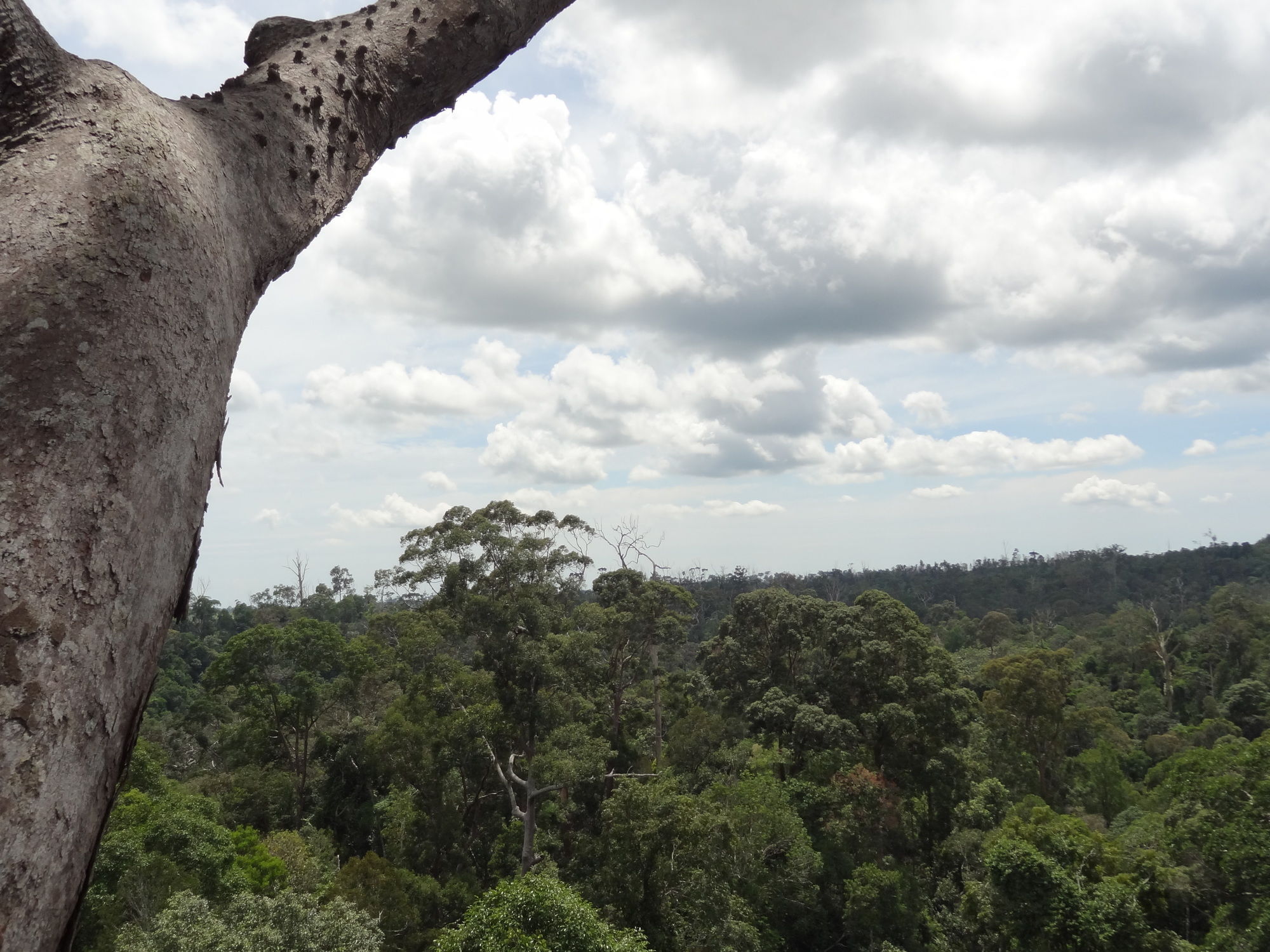 Samboja Lodge Balikpapan  Luaran gambar