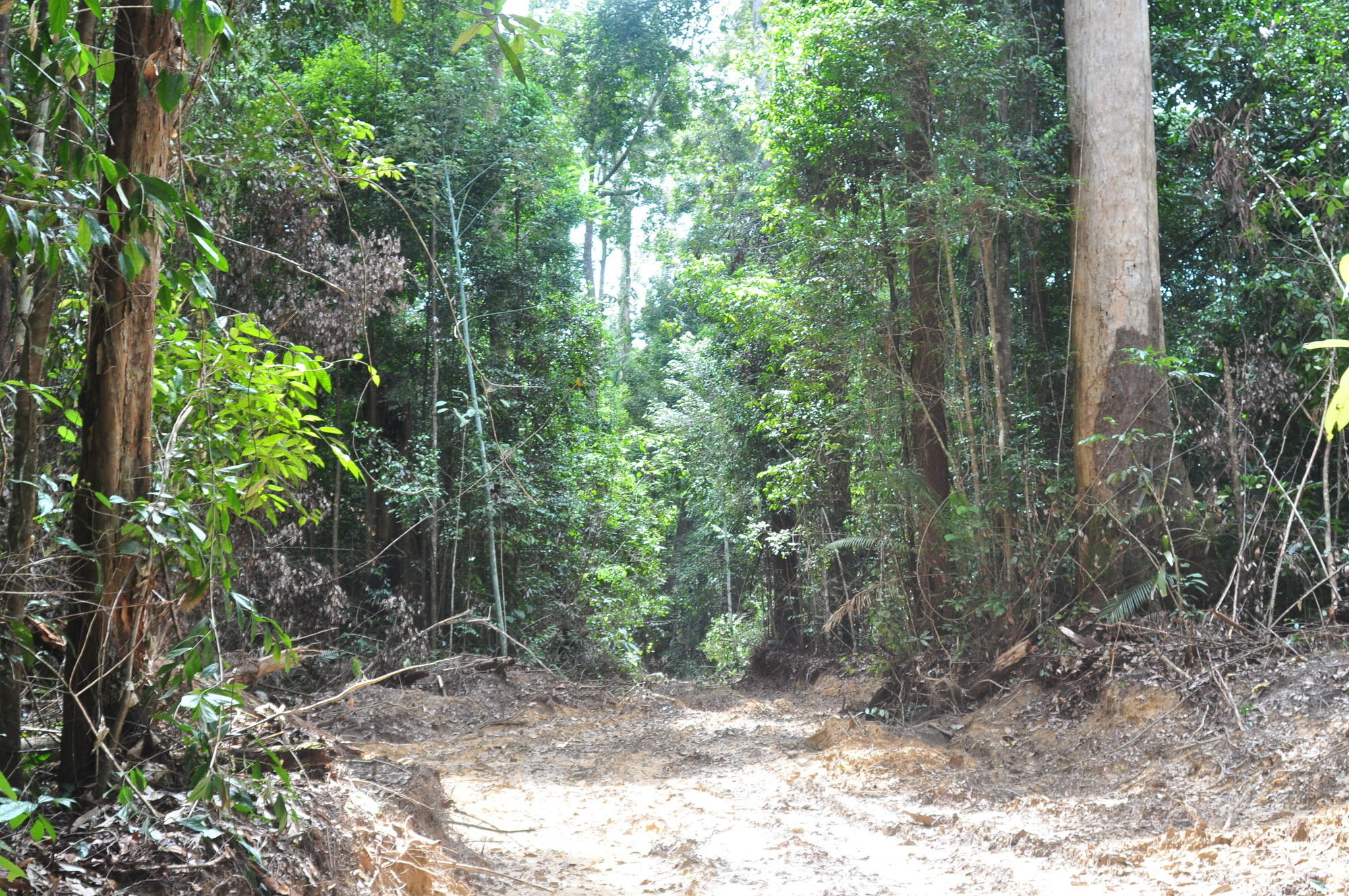 Samboja Lodge Balikpapan  Luaran gambar